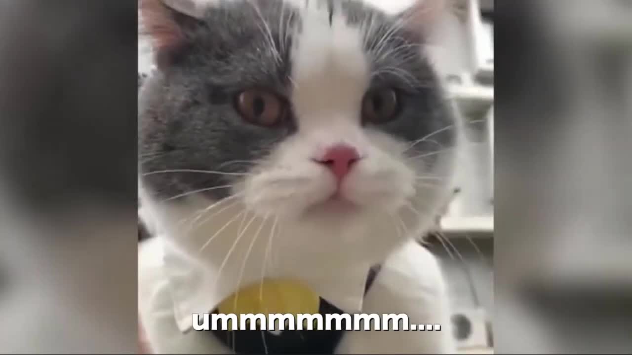 Cats Talking English | Animal taking | Funny Cats