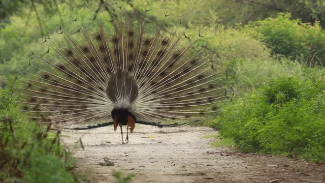 Go down to the peacock