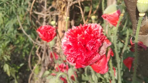 Beautiful flowers clip