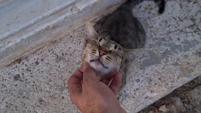 Cutest little Kittens