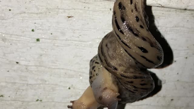 Leapord slugs mating