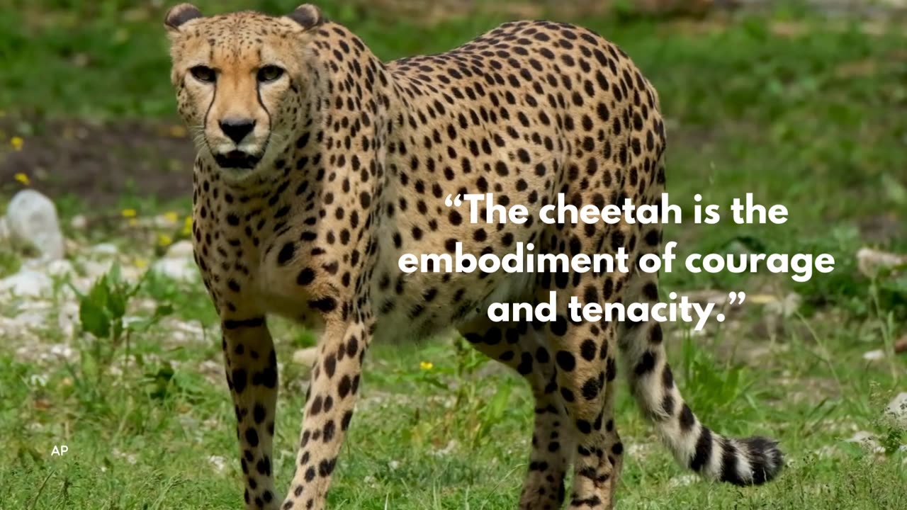 The cheetah is the true example of courage and tenacity.