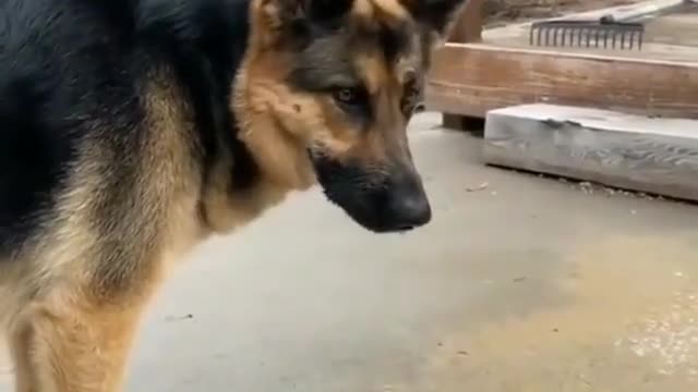 Intelligent Dog 🐕 Unbelievable