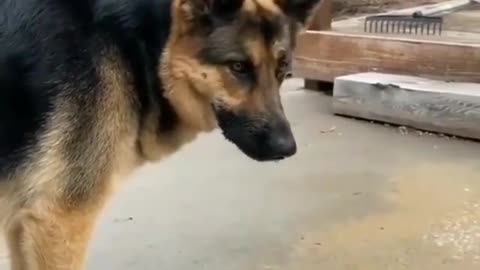 Intelligent Dog 🐕 Unbelievable