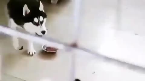 Tell me who's the boss | Cute fight between cat & husky