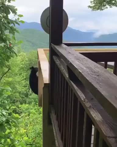 Young black bear showing