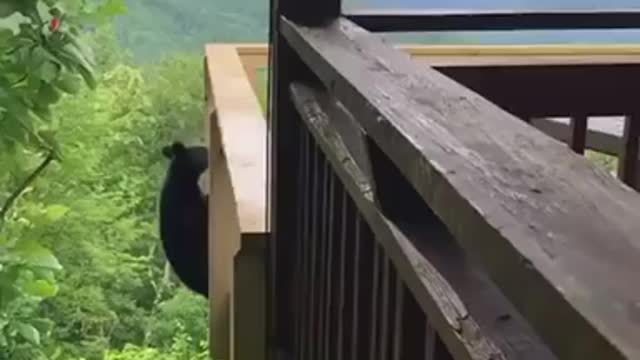 Young black bear showing