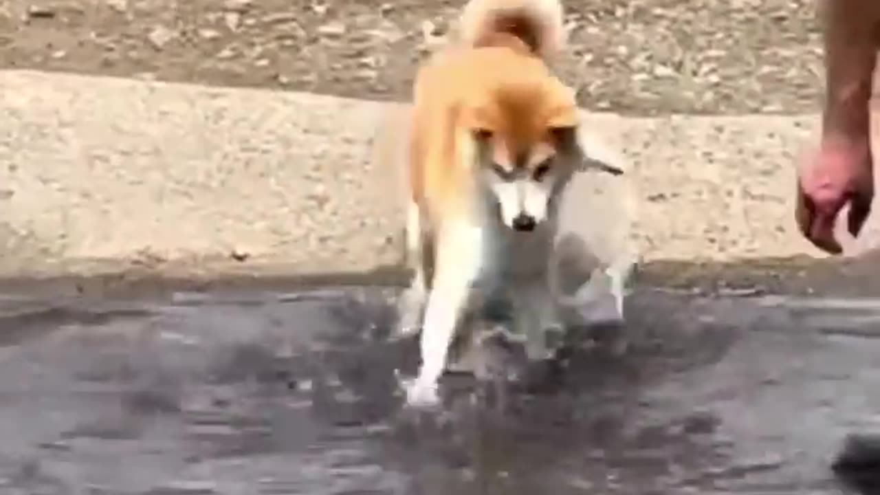 Funny animal video