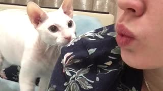 Cat Slapped