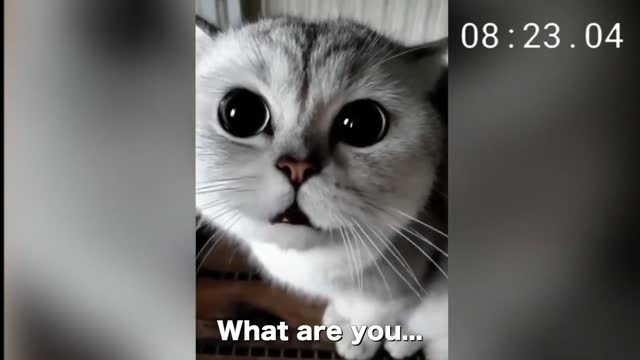 Cute Cat !