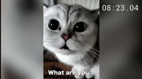 Cute Cat !