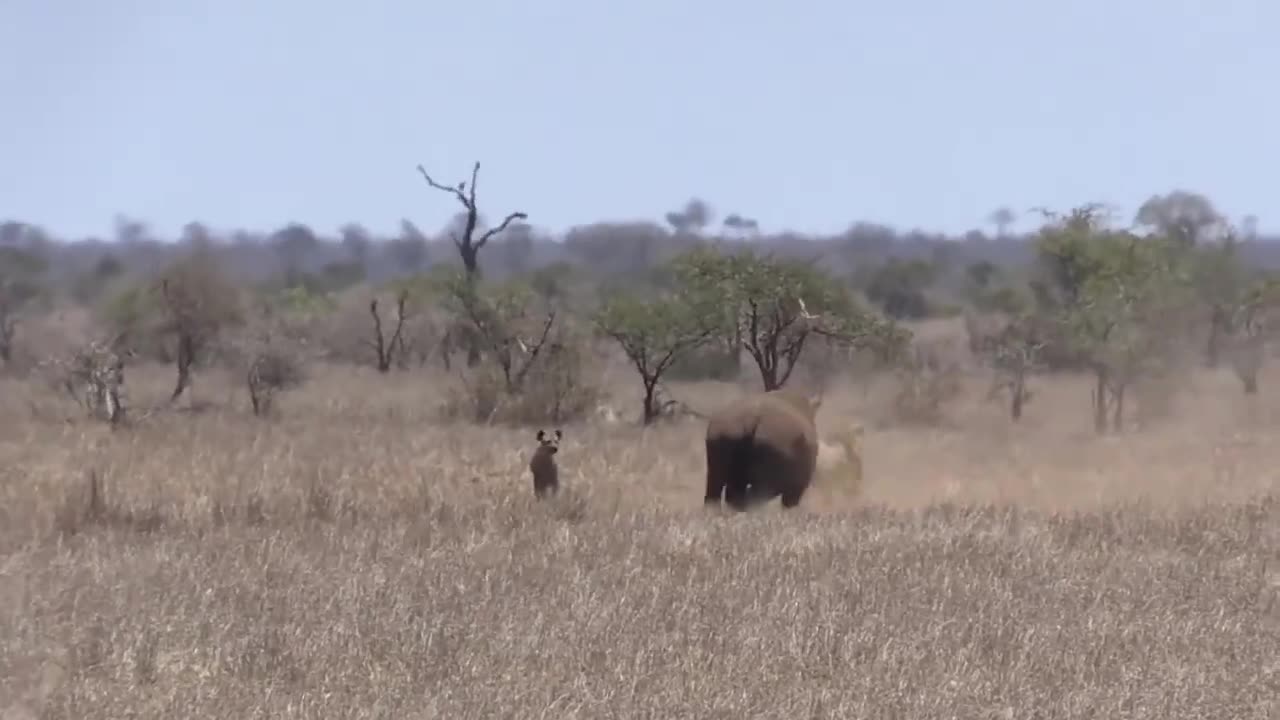 Lion's Mistake When Angering Rhino And Trying To Attack Its Cub