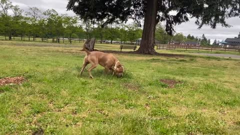 German Shepherd Attacks Pitbull [OFF LEASH DOG PARK] Part 1