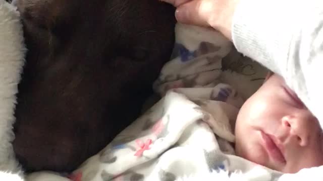 Precious moment captured between dog and baby