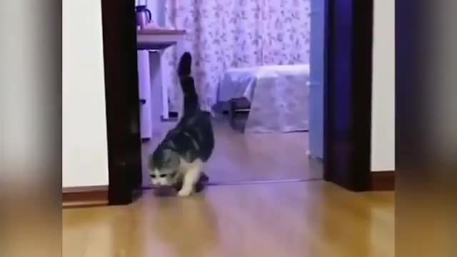 funny cat