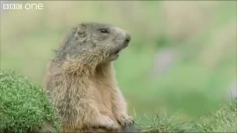 Hilarious Marmot Yelling Alan!