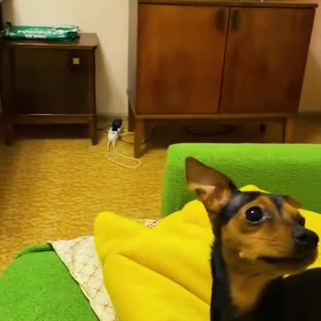 Funniest animal moments 2022