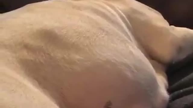 Momento em que bebés mexem-se na barriga desta cadela faz furor nas redes sociais