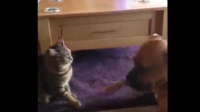 DOG CATCH CAT