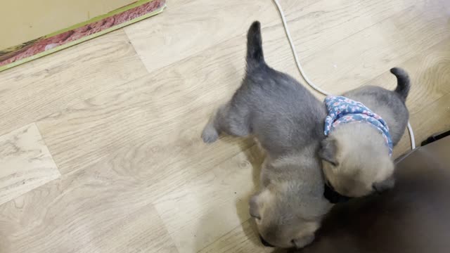 Jindo is a baby dog who wants to play together
