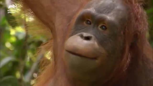 Indonesian Orangutans Are Losing Their Homes & Their Tragic Story Of Survival | Our World