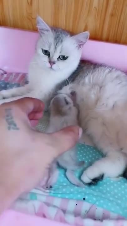 cute baby kittens #cat #shorts