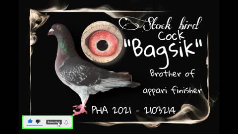 Bagsik Pigeon giveaway #1