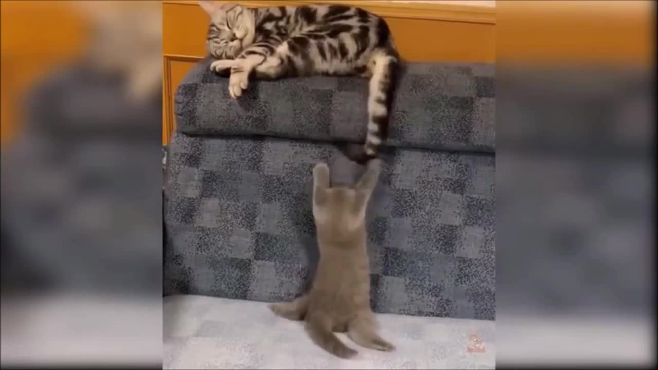 Cats Doing Funny