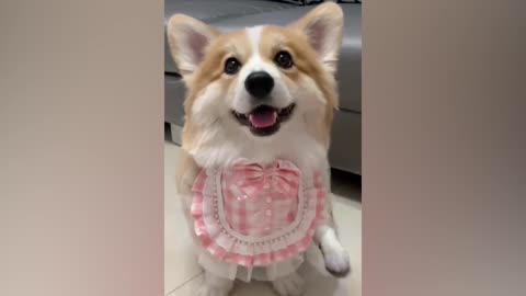 Corgi's trying on new clothes