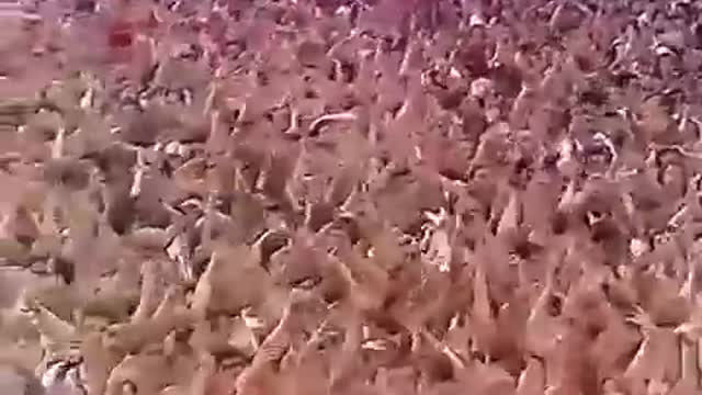 Queen - the best live show