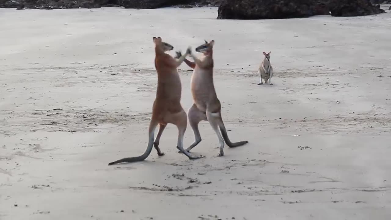 Wallaby fighting