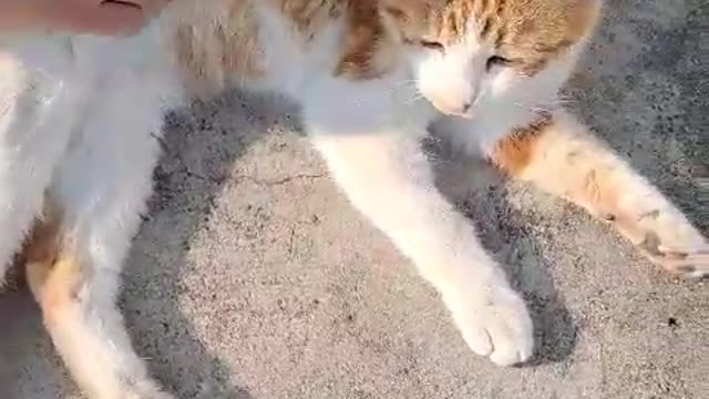 Cute gumbie cat is learning to give his paw