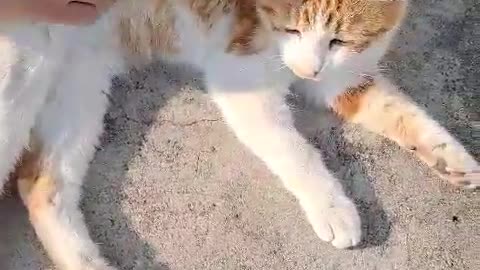 Cute gumbie cat is learning to give his paw