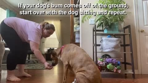 "Down" behavior training for dog