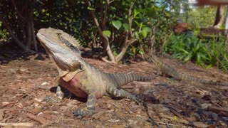 Australian water dragon