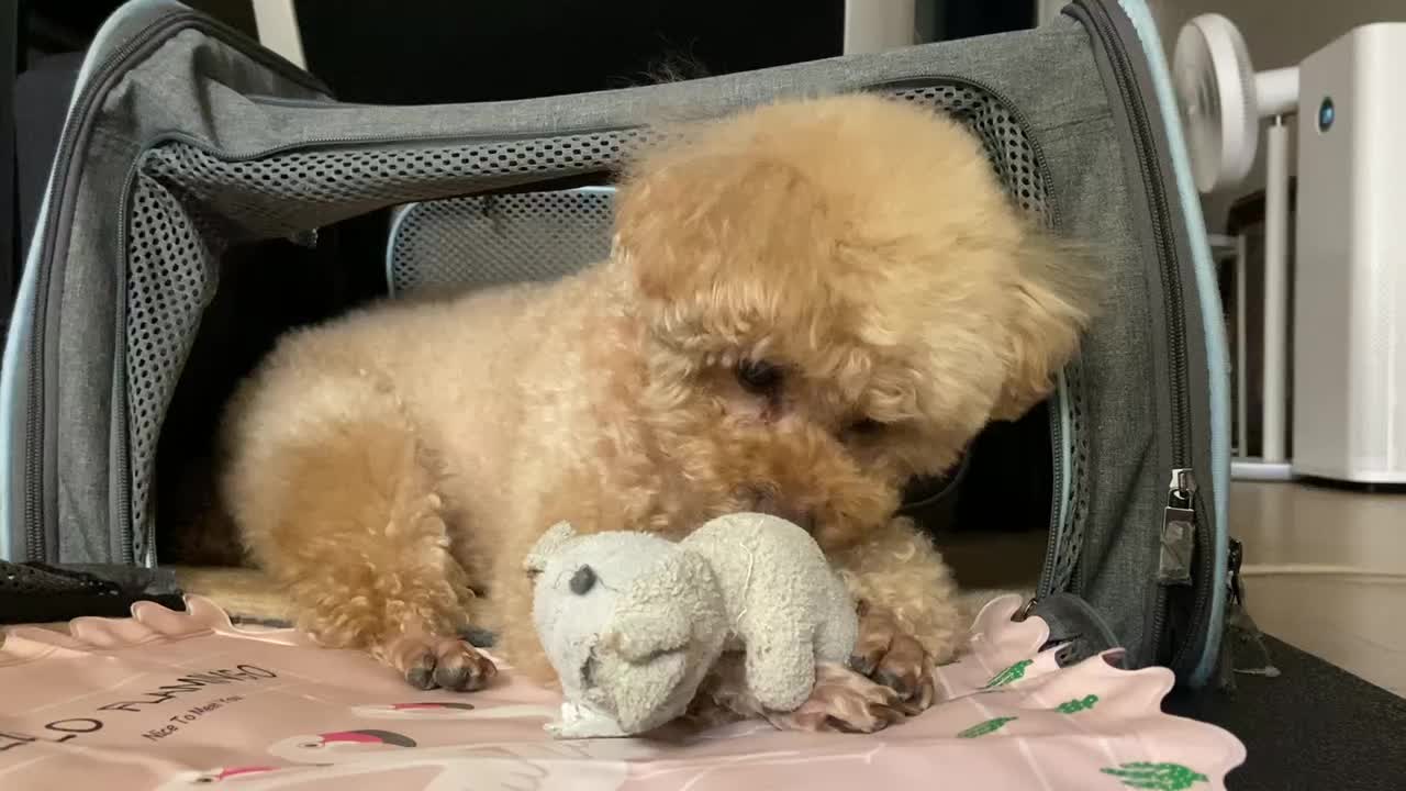 A dog playing with dolls