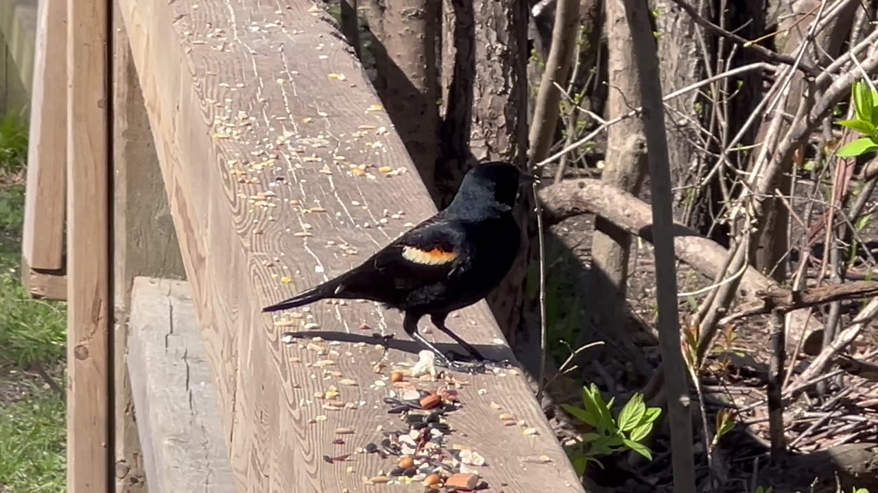 Red wing blackbird