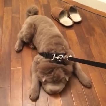 Testarudo Shar Pei no quiere ir a pasear