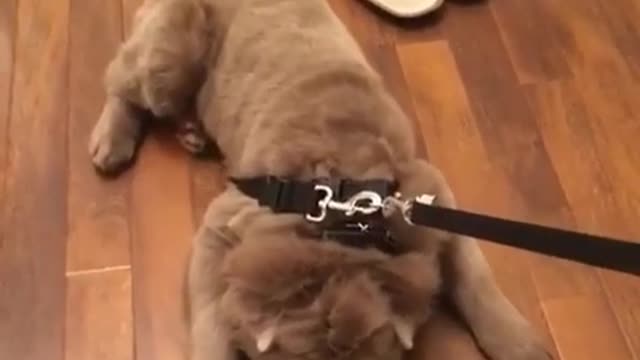 Testarudo Shar Pei no quiere ir a pasear