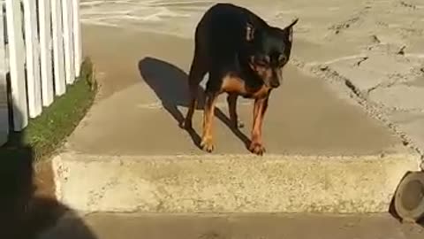 A Man Encouraging his Pet Dog