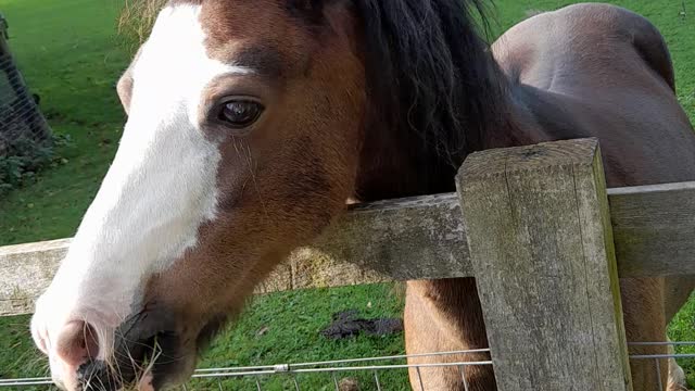 LOL IS MY PONY 🐎🐎🐎