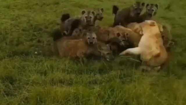animals x animals🐯🐺