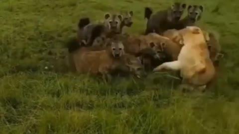 animals x animals🐯🐺