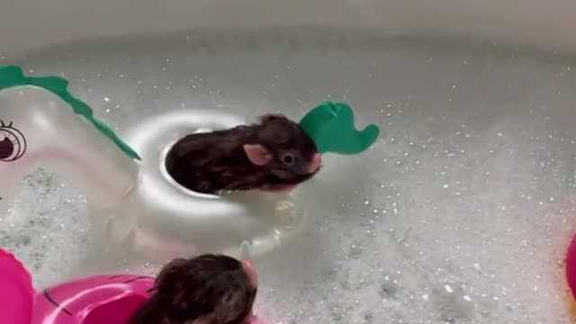 Piglet hot spa treat in floaties