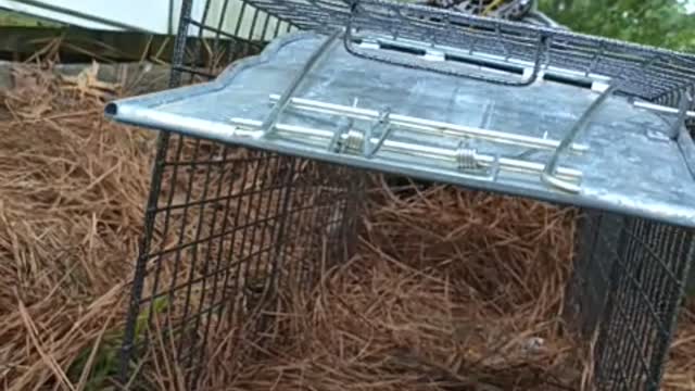 Animal relocation trap setting. how to catch a Woodchuck..