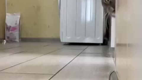 Cat funny video