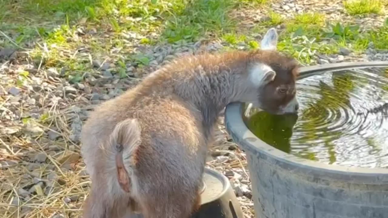 Water break! 😅🐐