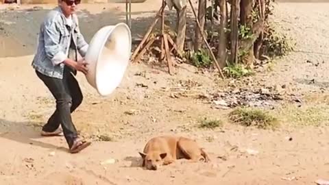 Troll Prank Dog Funny & fake Lion and Fake Tiger Prank To dog & Huge Box Prank to dog