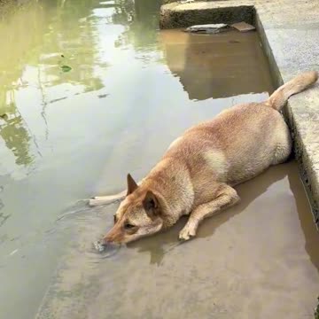 Lazy days of summer 😊