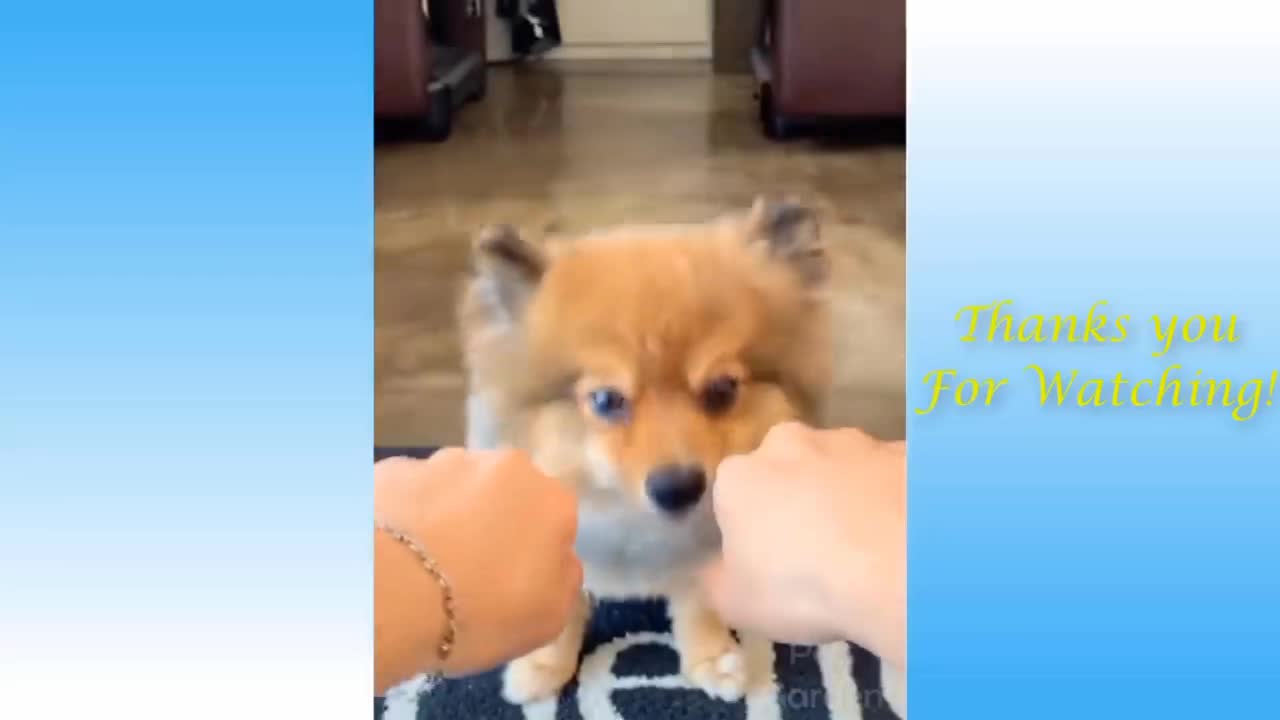 The dog thought he was very clever, but he looked at the dog with a smirk.